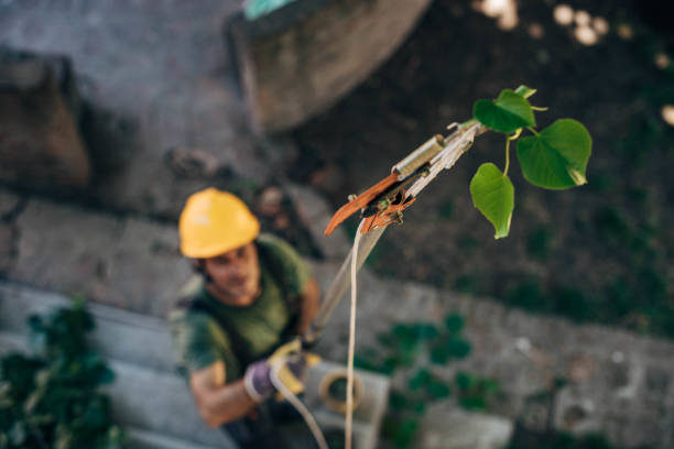 Best Tree Cutting Near Me  in Middleport, NY